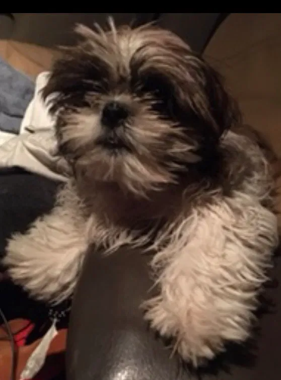 Lost dog in Evansville, IN, 47713