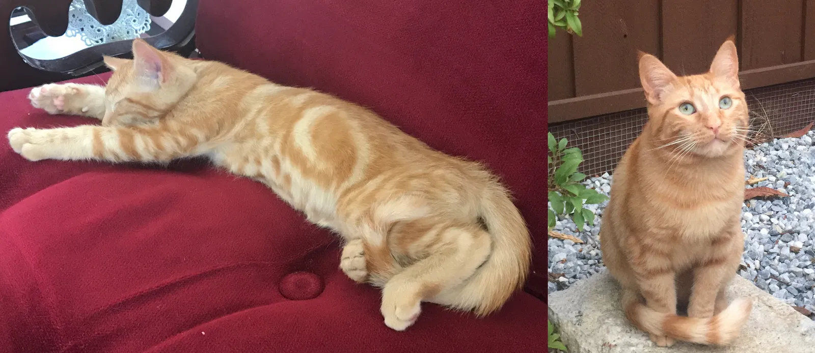 Lost cat in San Ramon, CA, 94582