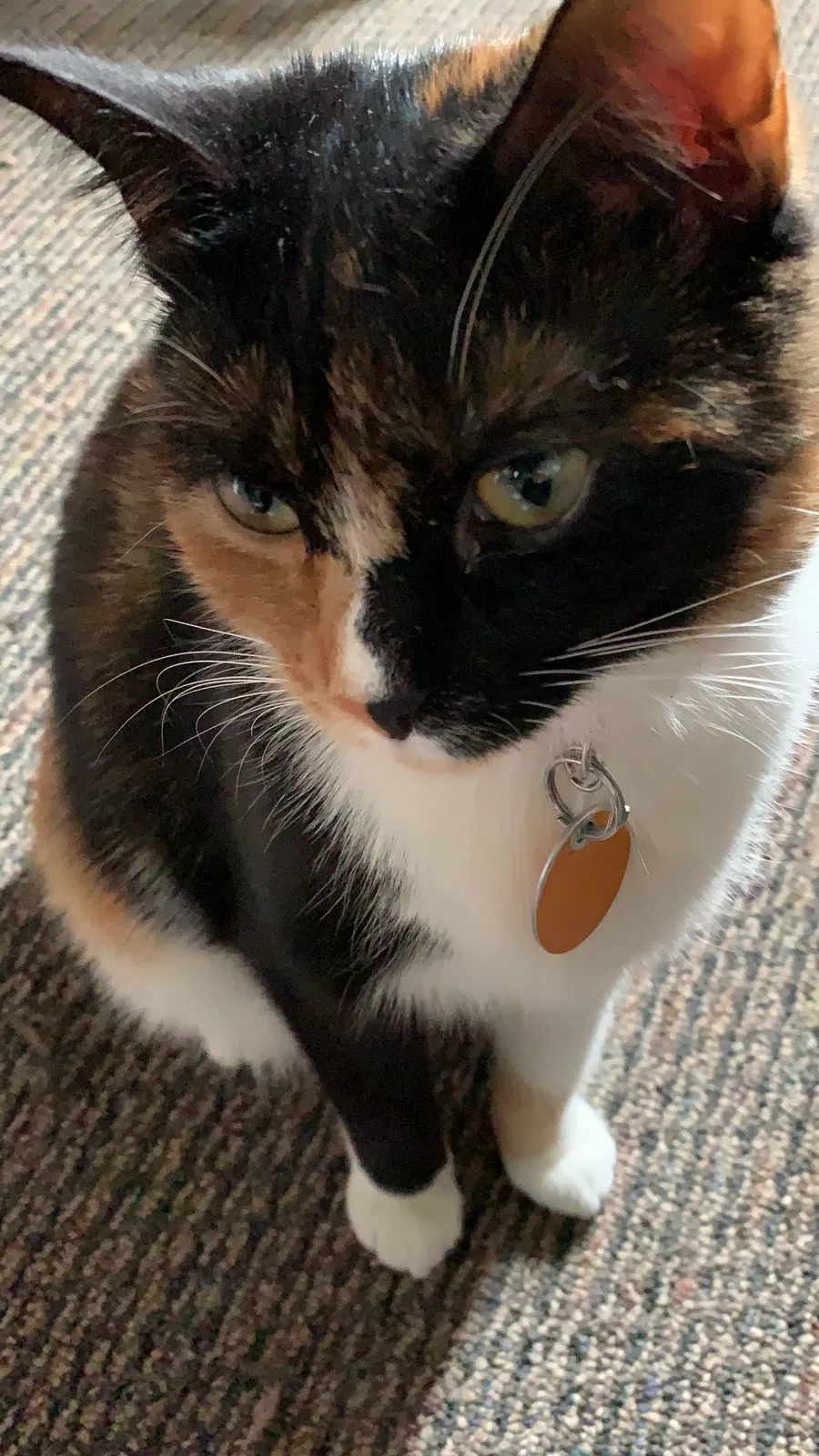 Lost cat in Upper Darby, PA, 19082
