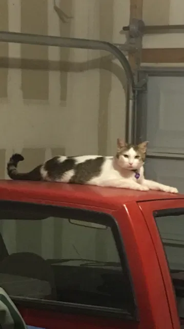 Lost cat in San Antonio, TX, 78253