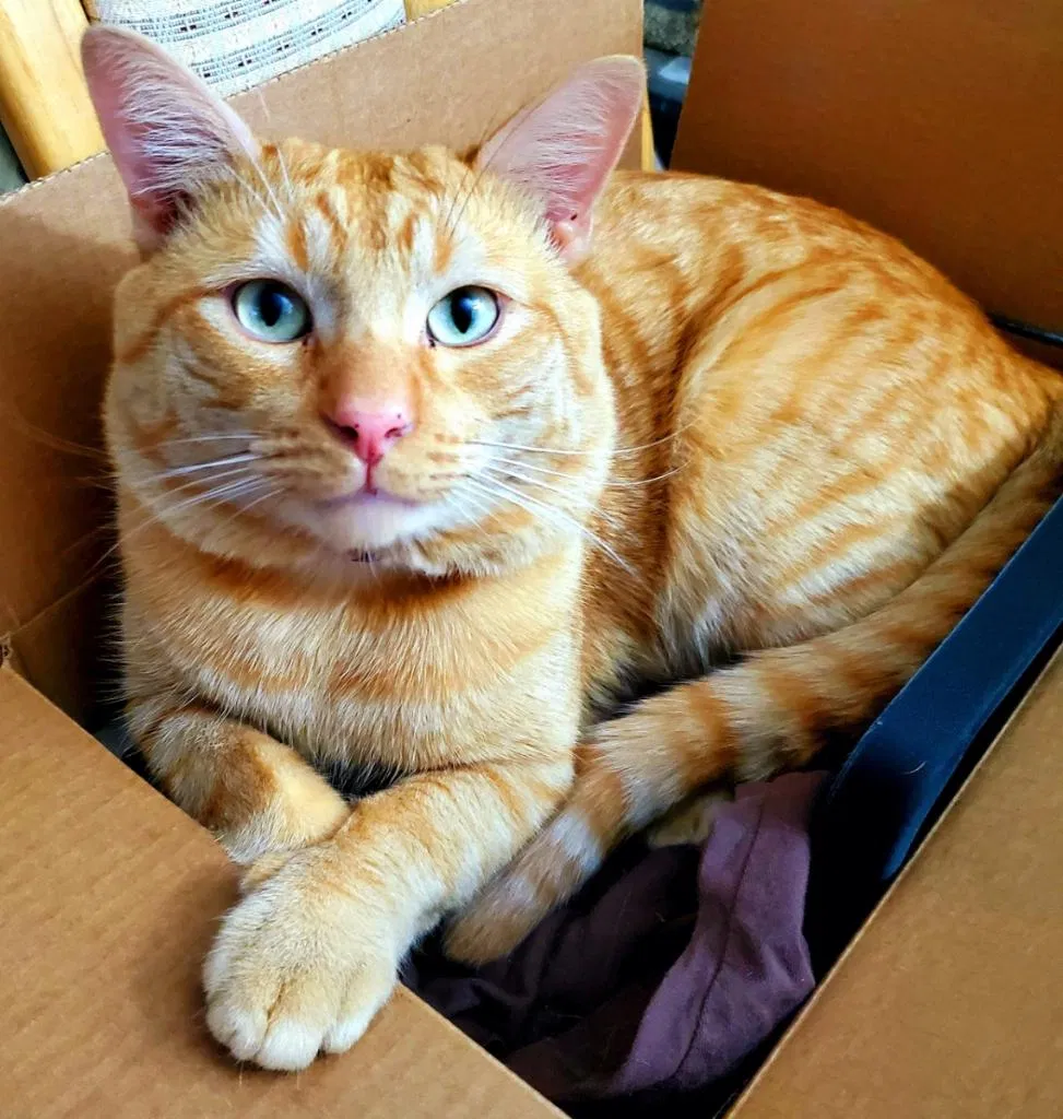 Lost cat in San Diego, CA, 92121