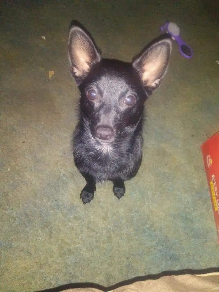 Lost dog in Fayetteville, NC, 28314