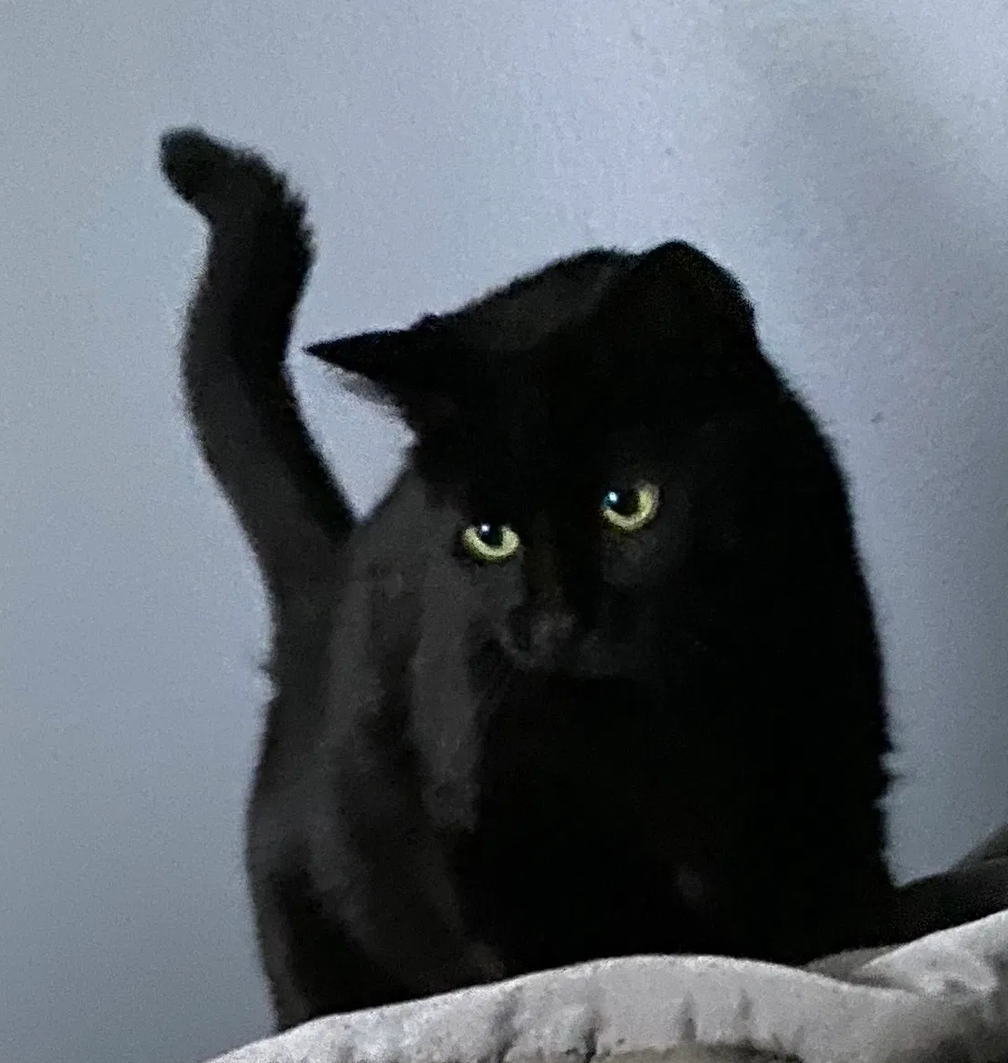 Lost cat in Farmington, MI, 48331