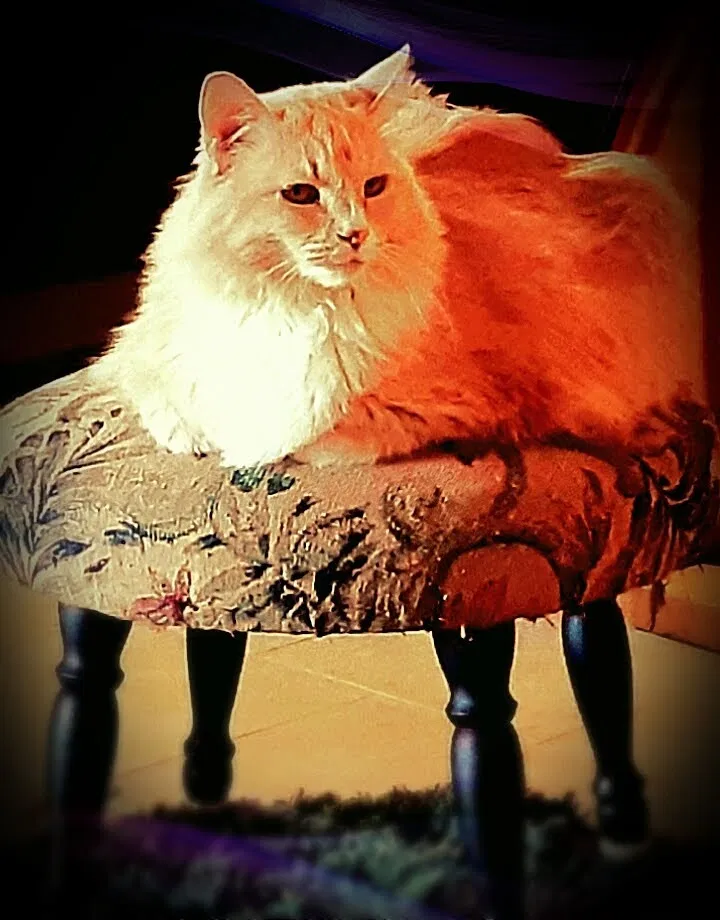 Lost cat in Lubbock, TX, 79404