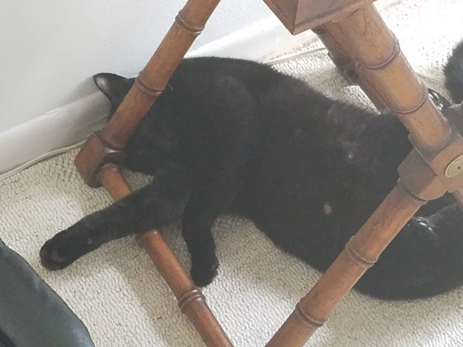 Lost cat in Ormond Beach, FL, 32174