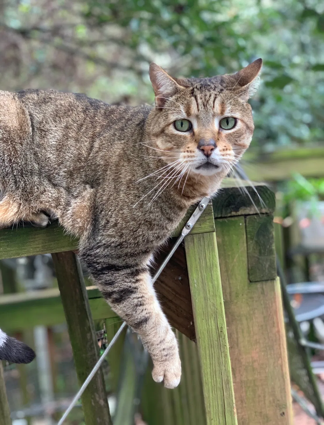Lost cat in Tallahassee, FL, 32301