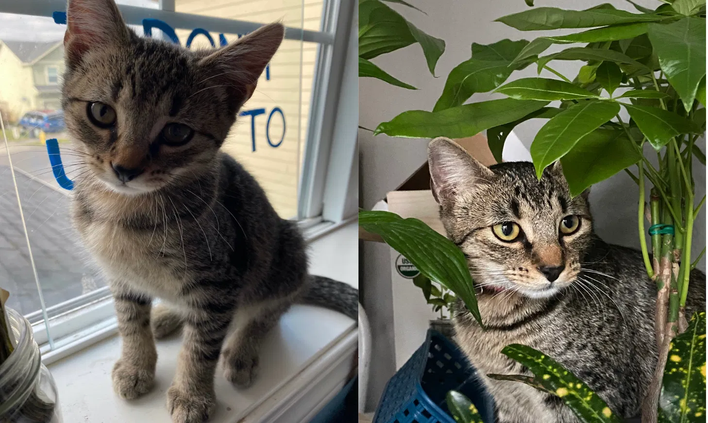 Lost cat in Woodburn, OR, 97071