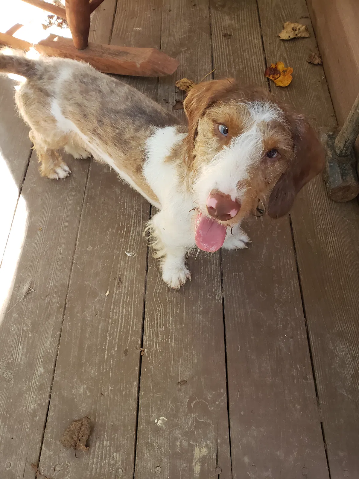 Lost dog in Kingston Springs, TN, 37082
