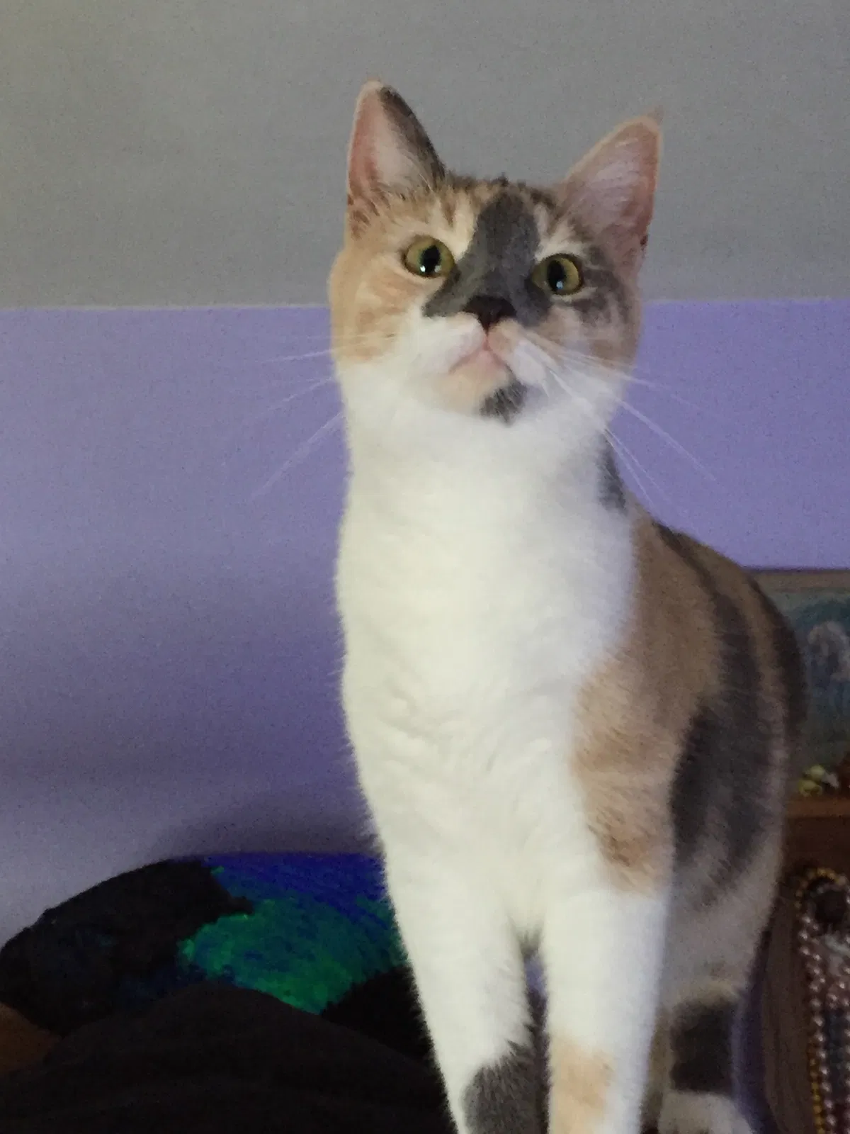 Lost cat in Magnetic Springs, OH, 43036