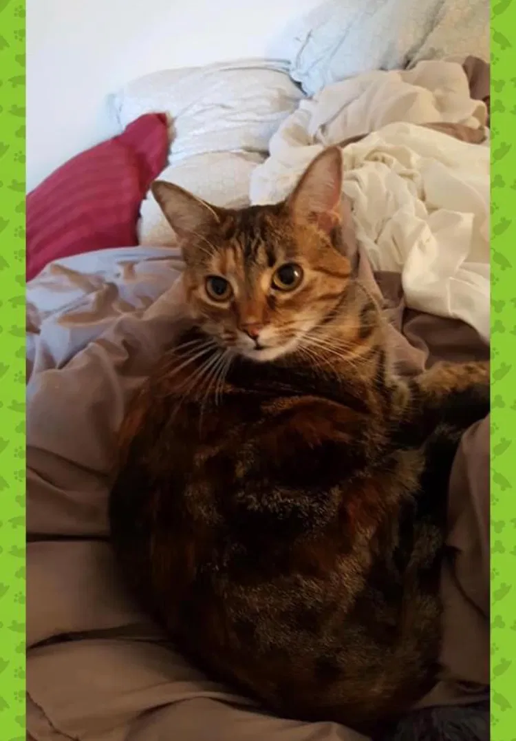 Lost cat in Rochester, MN, 55901