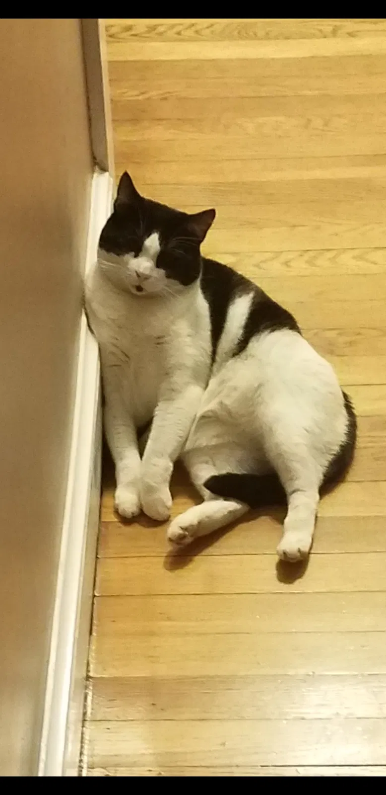 Lost cat in Worcester, MA, 1606