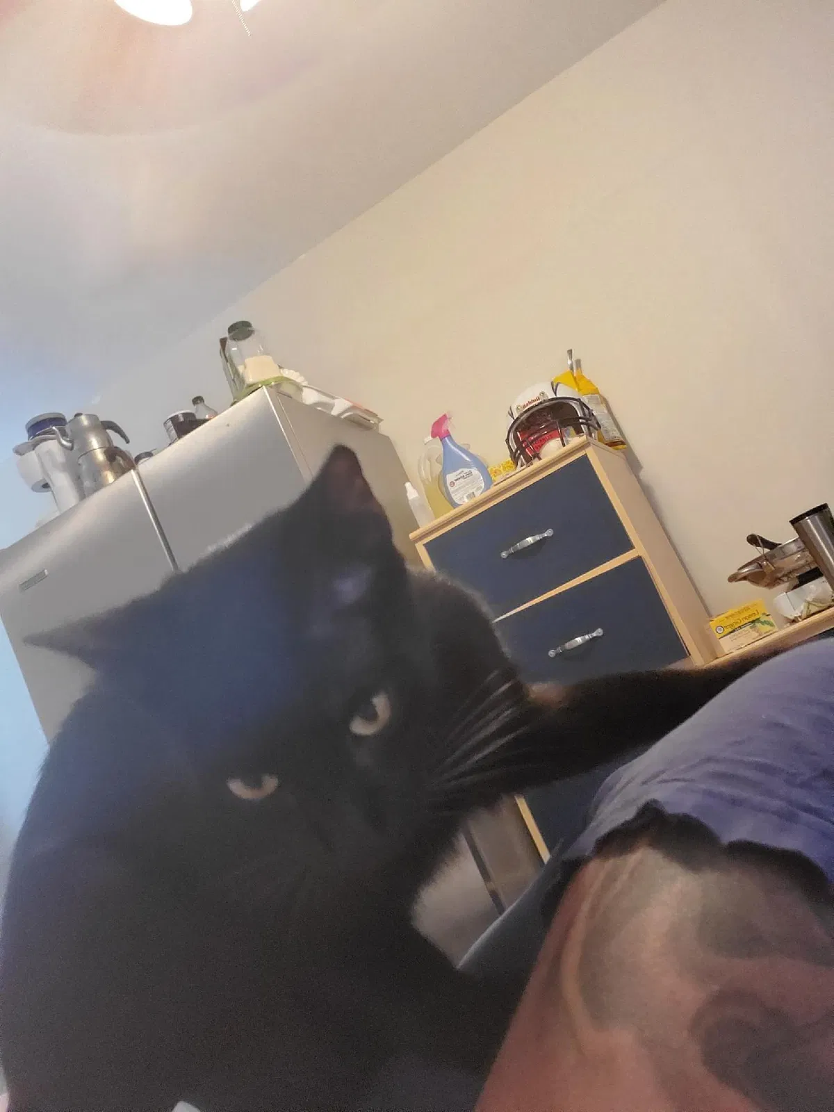Lost cat in Greycliff, MT, 59033