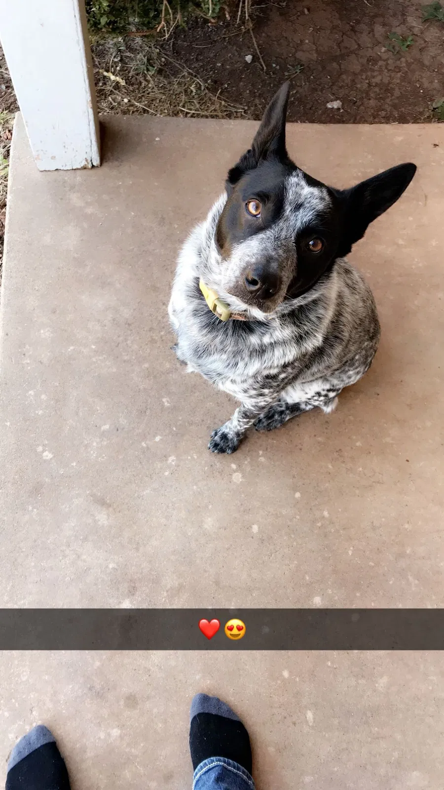 Lost dog in Lawton, OK, 73501