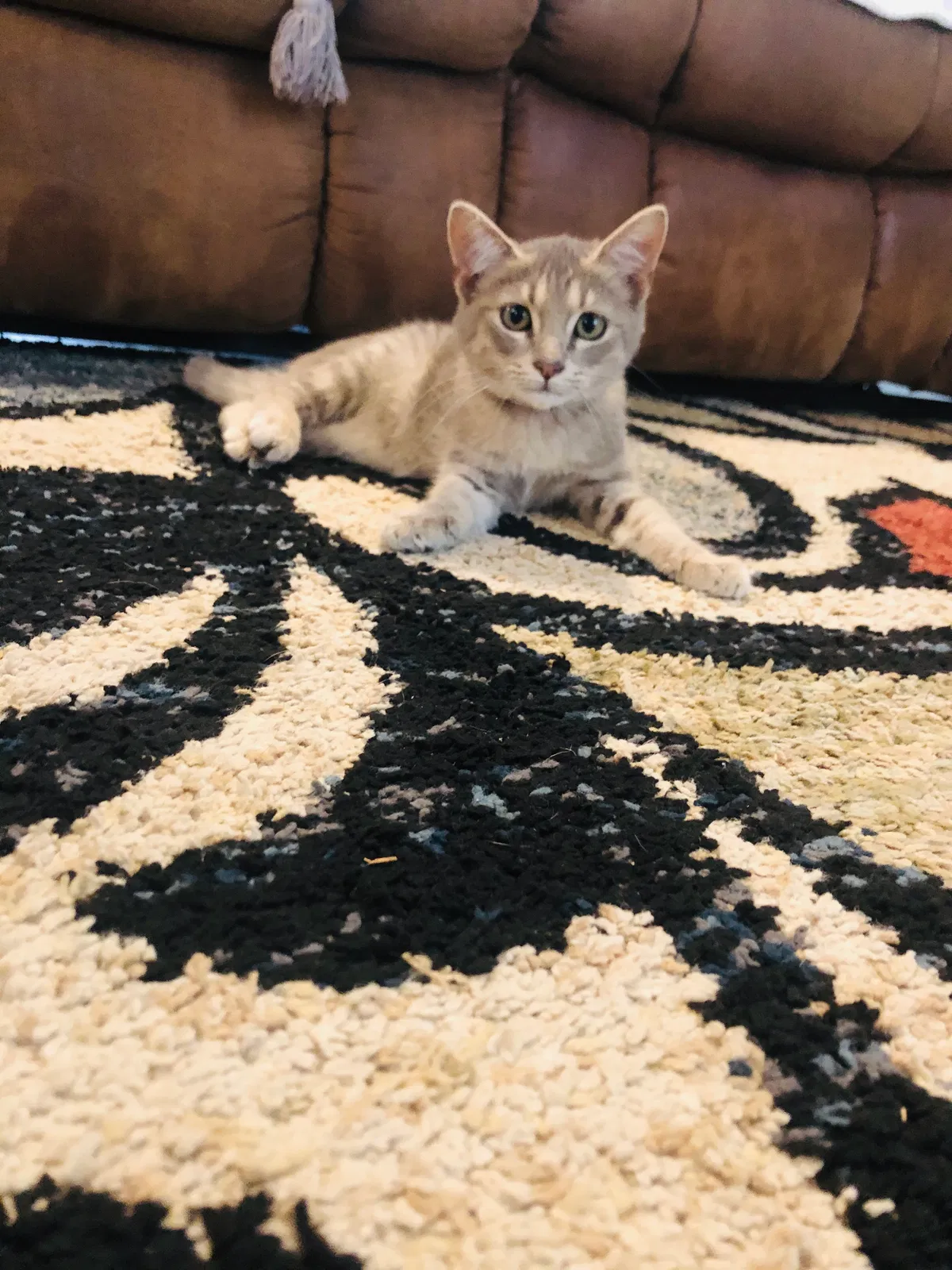 Lost cat in Russellville, KY, 42276