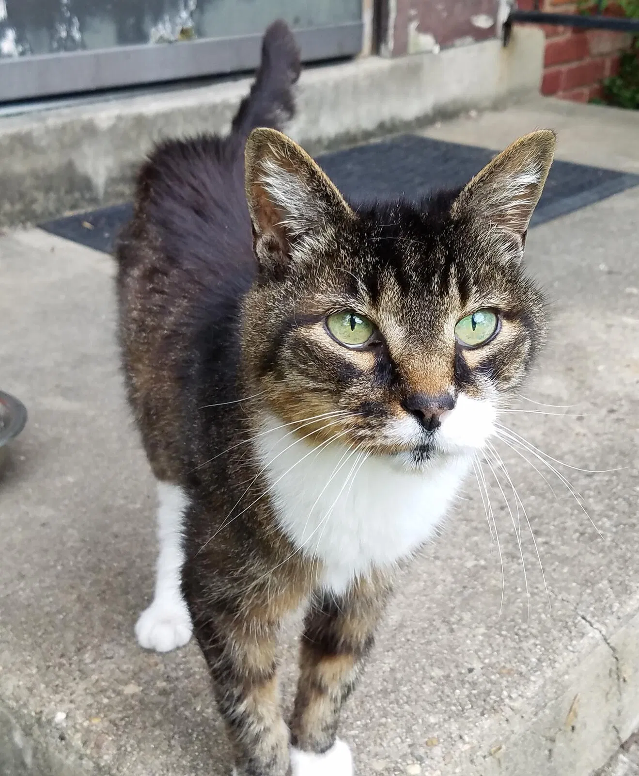 Lost cat in Joppa, MD, 21085