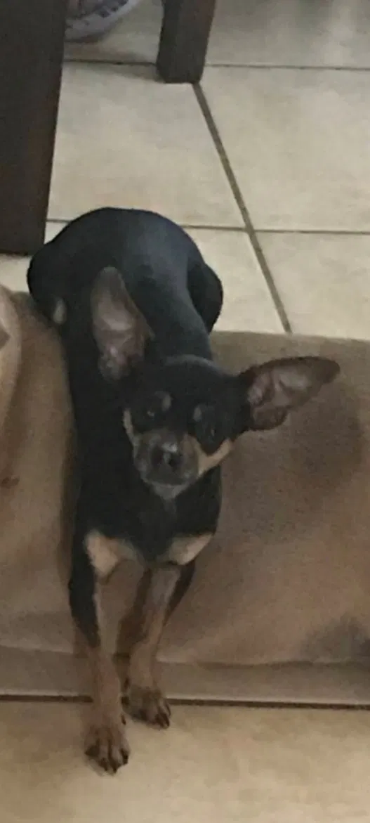 Lost dog in Oakland, CA, 94601