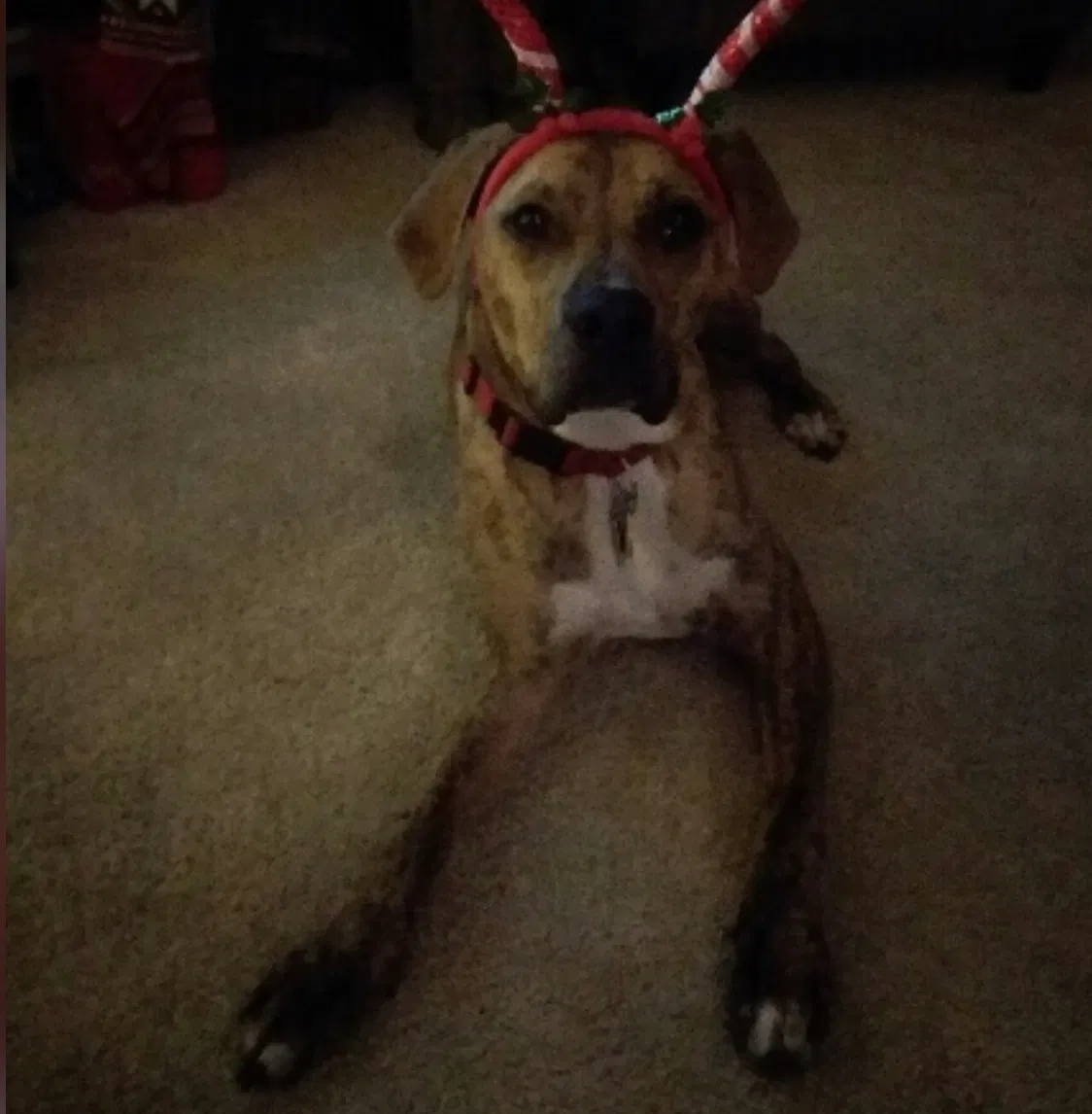 Lost dog in West Chicago, IL, 60185