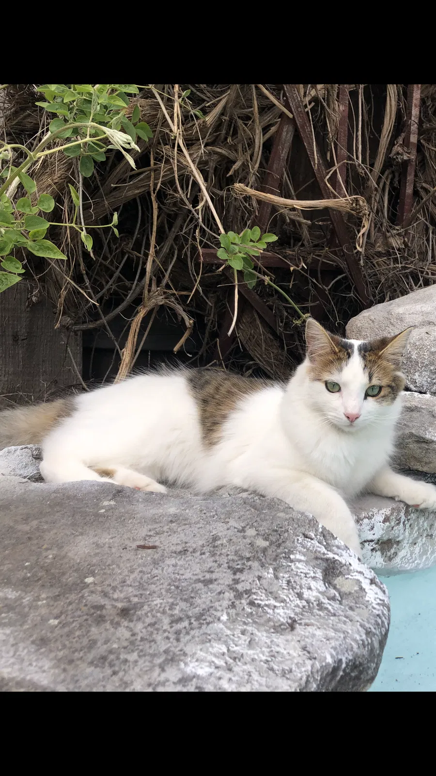 Lost cat in Central Point, OR, 97502
