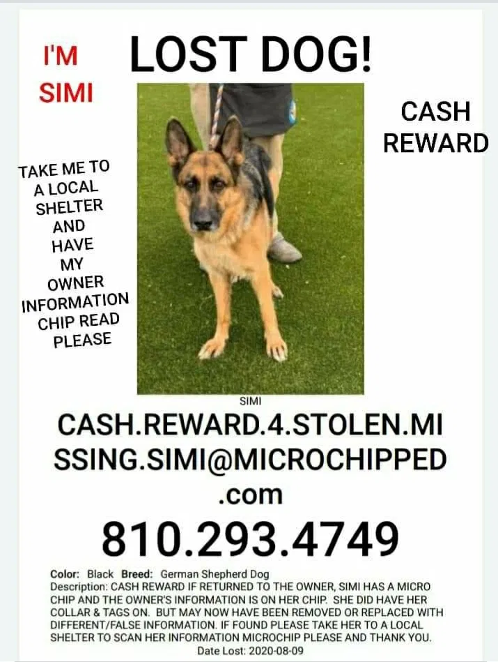 Lost dog in Flint, MI, 48507