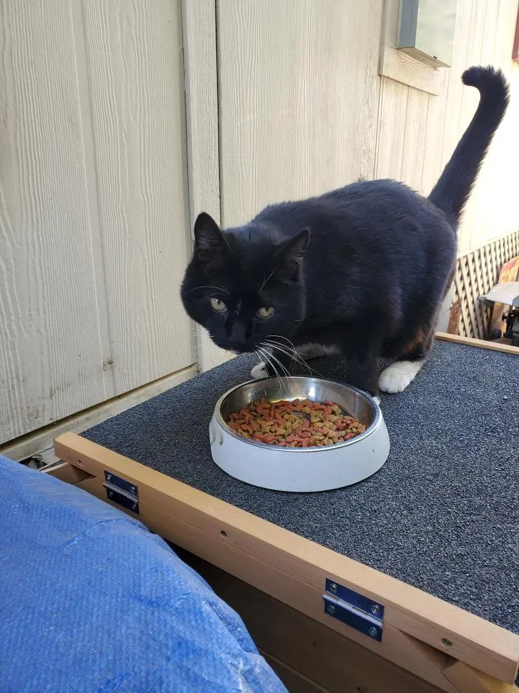 Lost cat in Burbank, CA, 91506