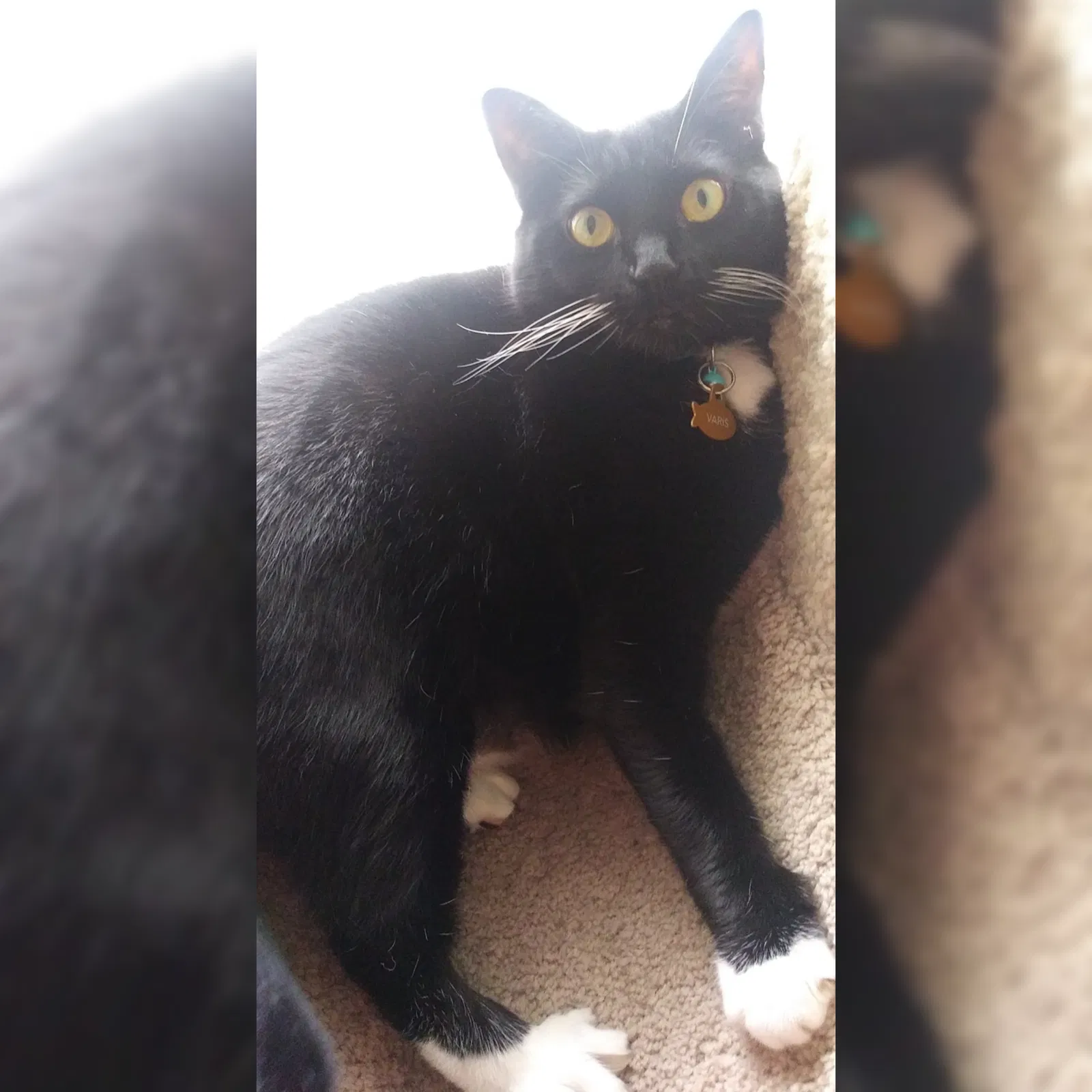 Lost cat in Oviedo, FL, 32765
