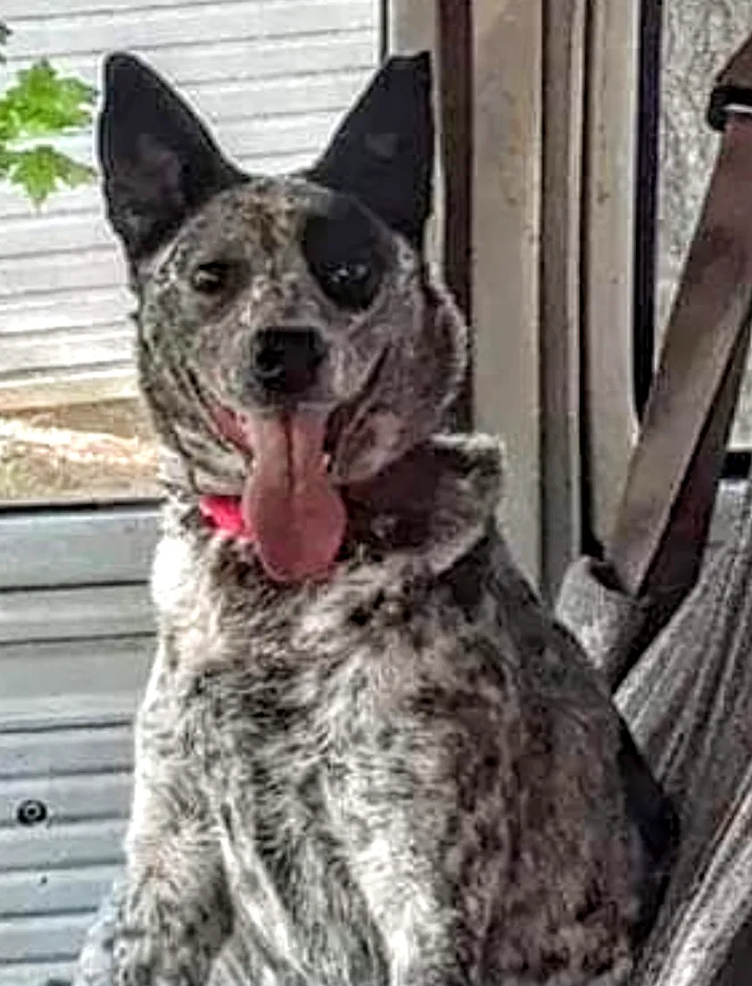 Lost dog in Laurelville, OH, 43135