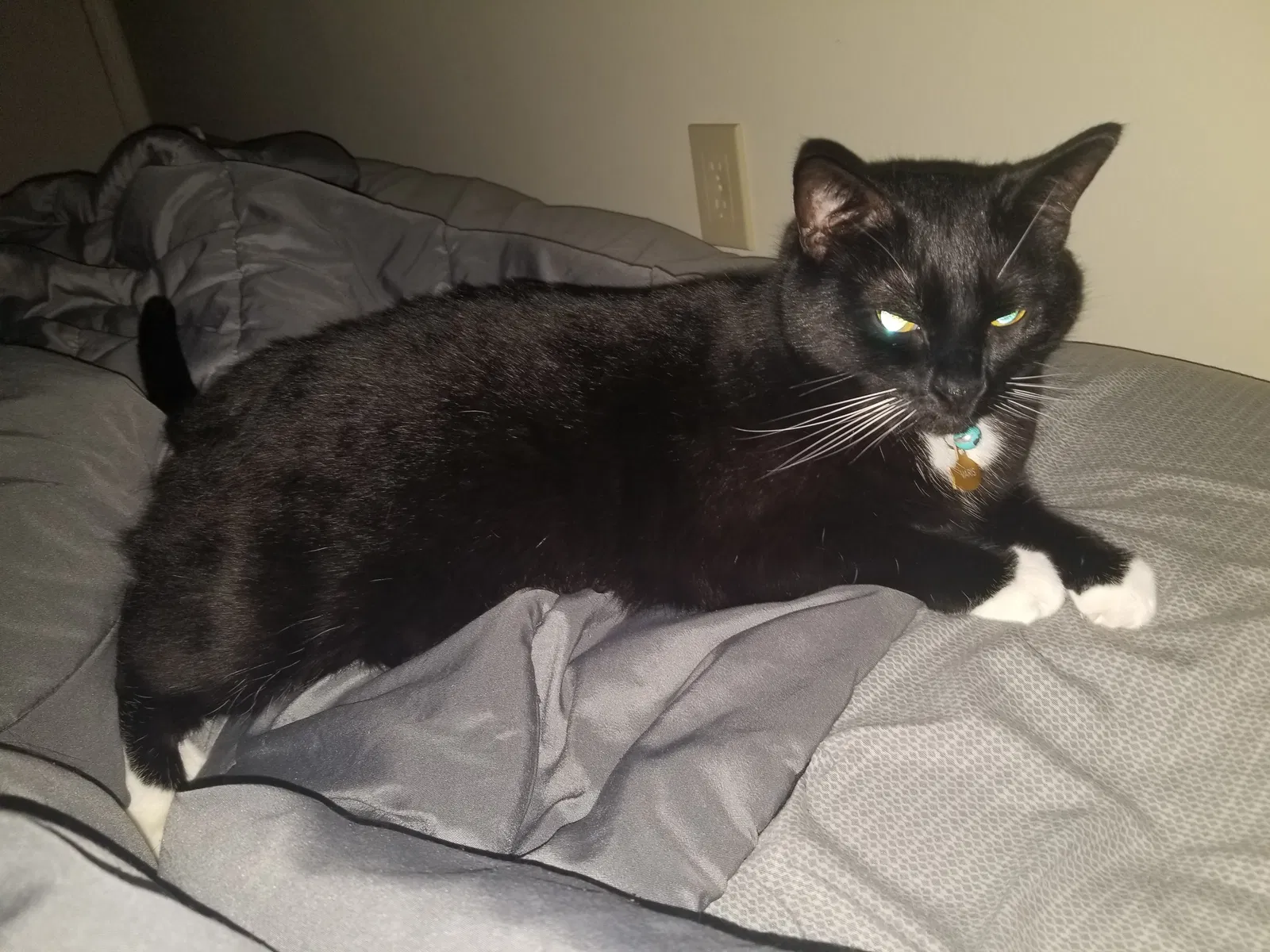Lost cat in Oviedo, FL, 32765