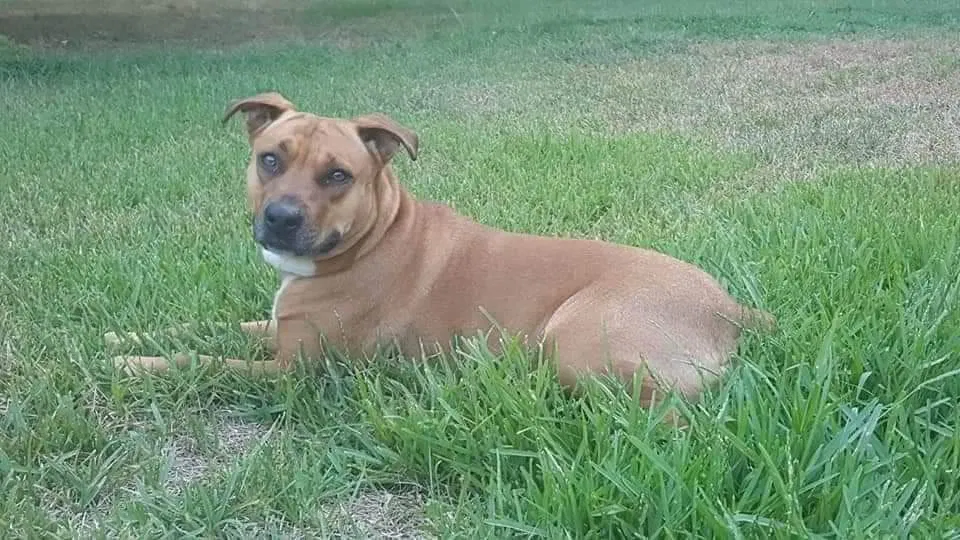 Lost dog in Longview, TX, 75606