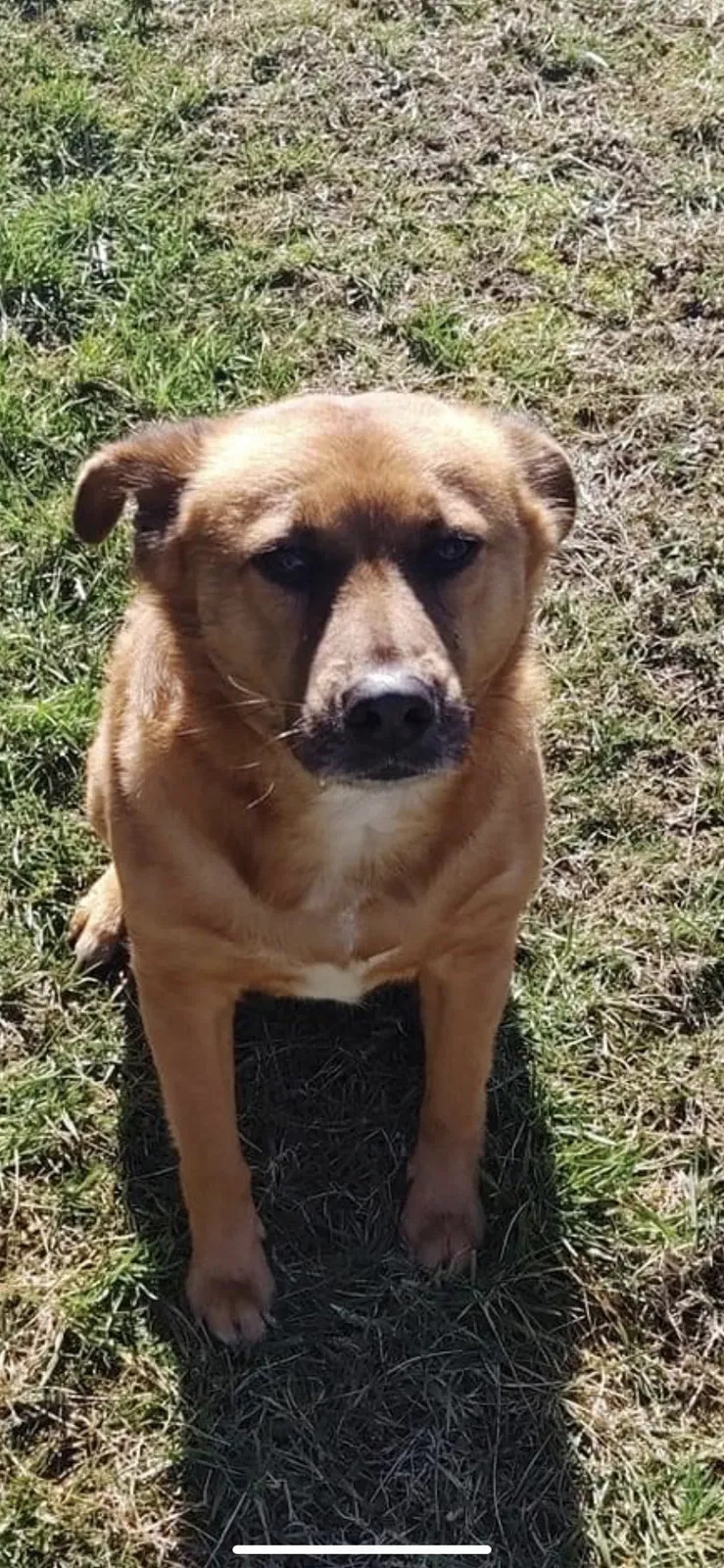 Lost dog in Fall Branch, TN, 37656