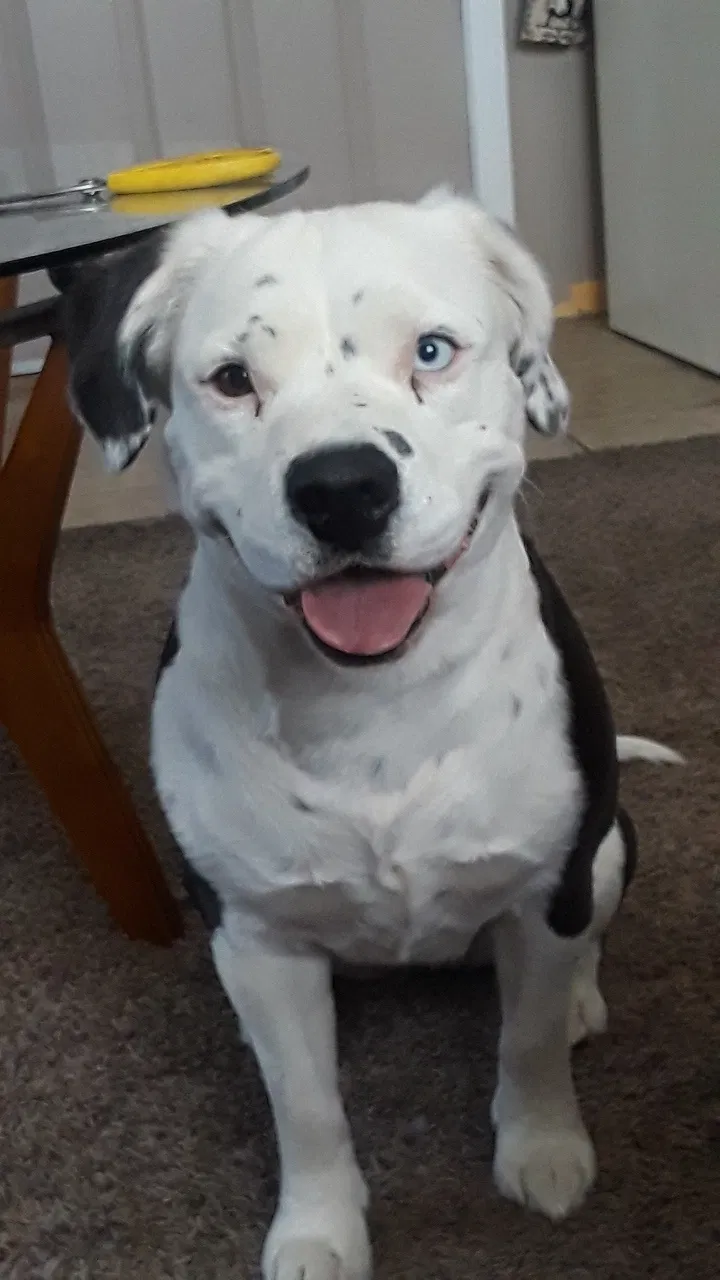 Lost dog in Albuquerque, NM, 87121