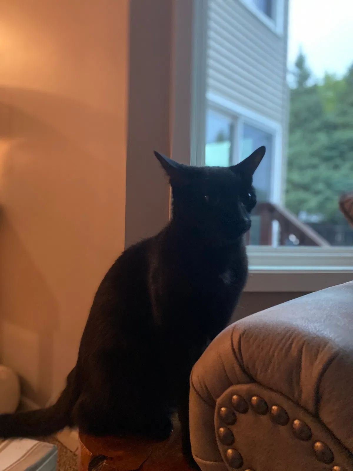Lost cat in Minneapolis, MN, 55442