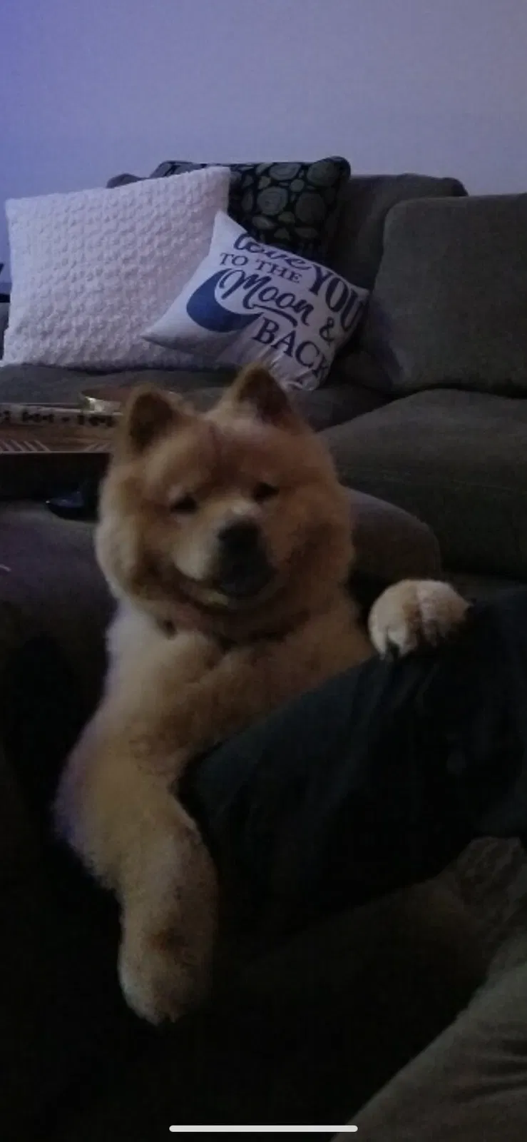Lost dog in Raeford, NC, 28376
