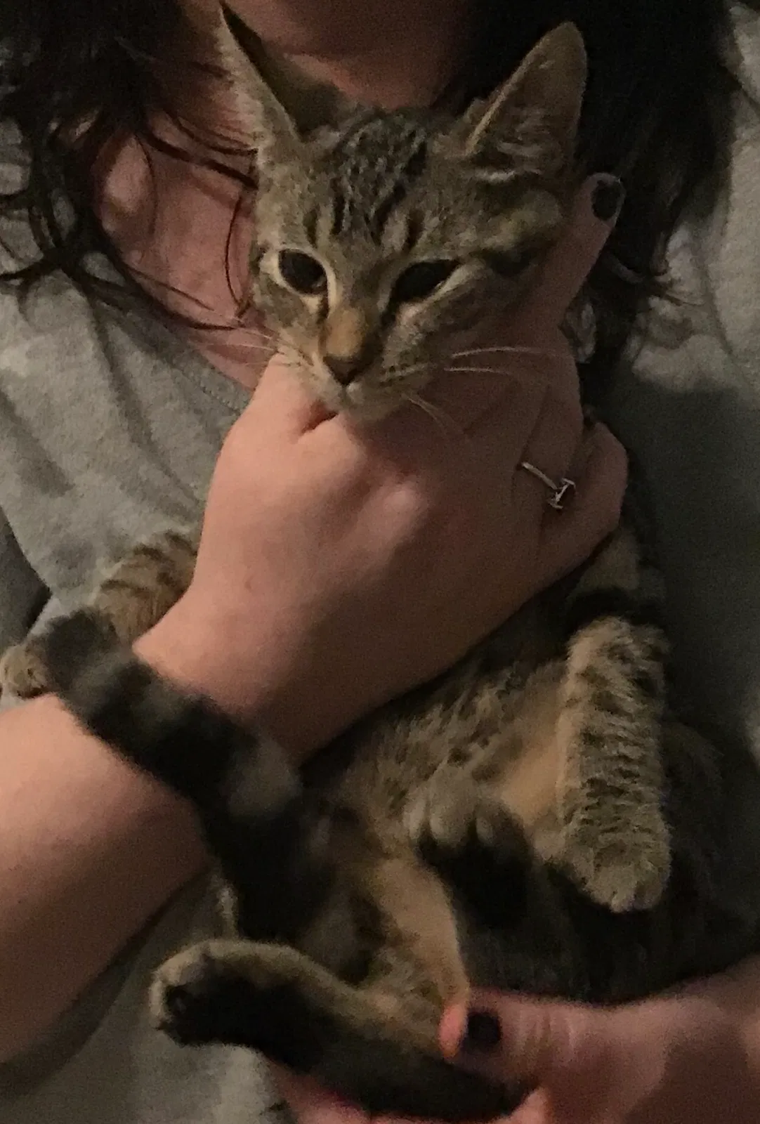 Found cat in Lansing, MI, 48912