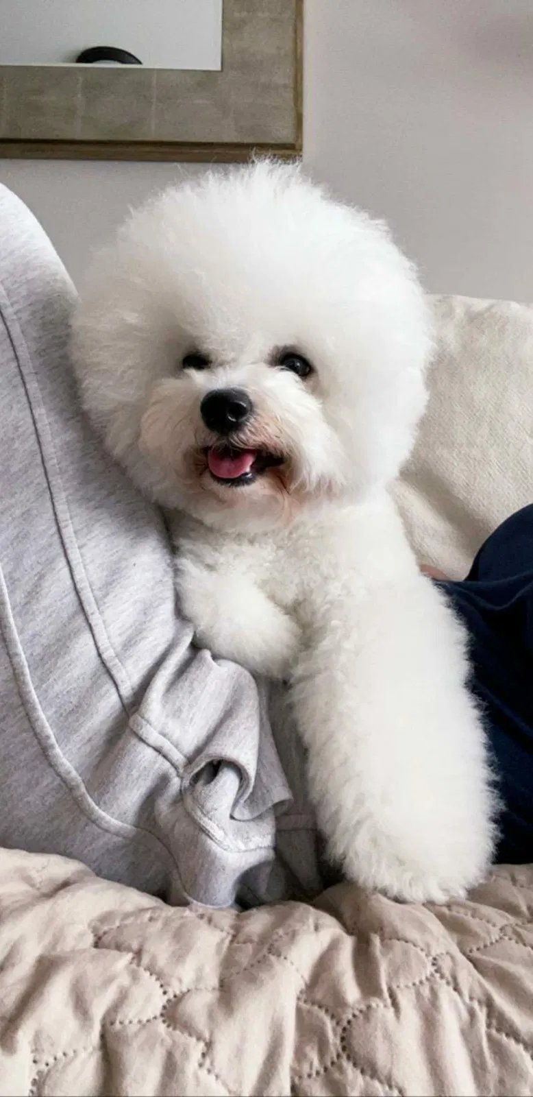Lost dog in Middle Village, NY, 11379