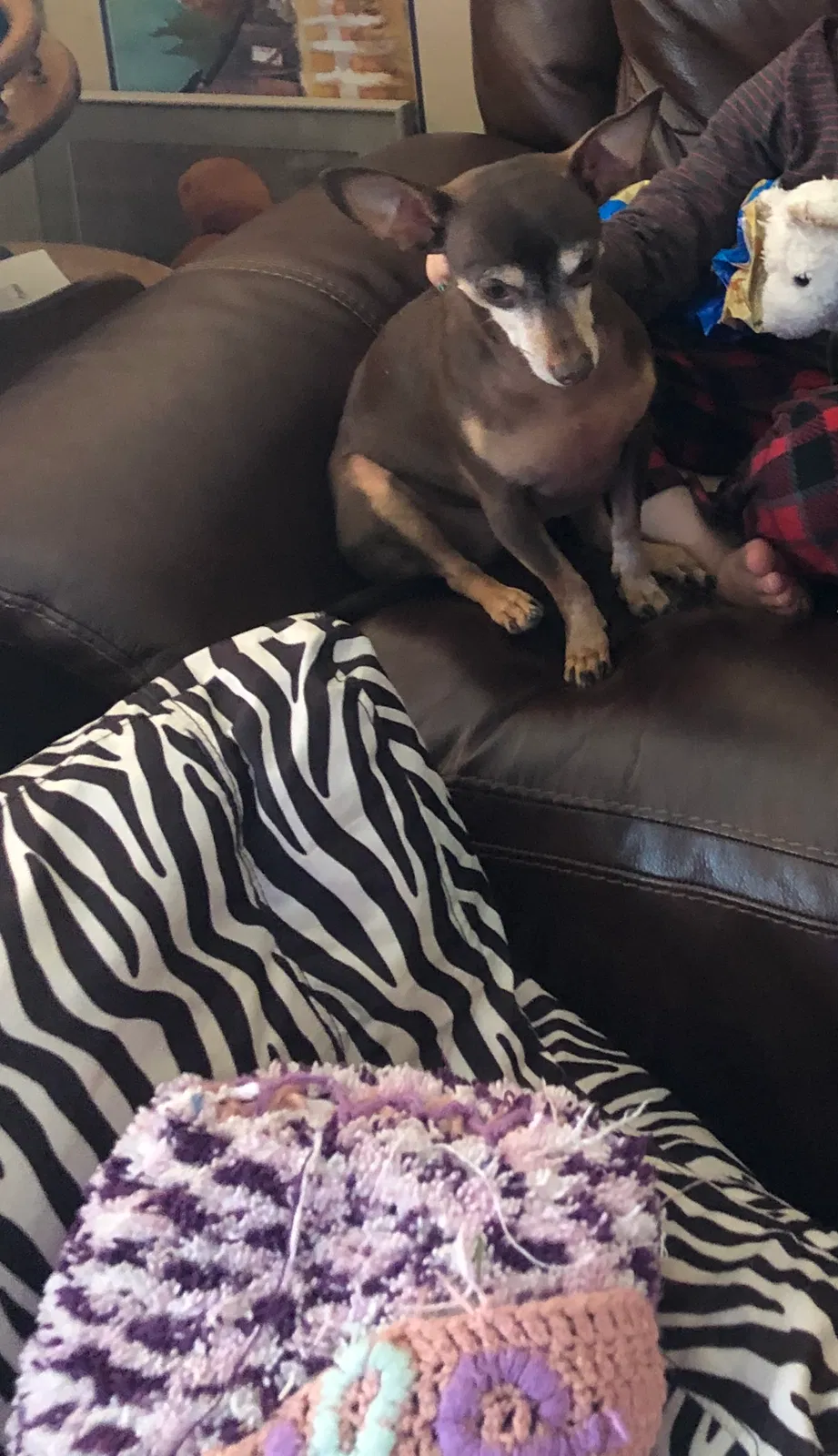 Lost dog in Fort Collins, CO, 80525