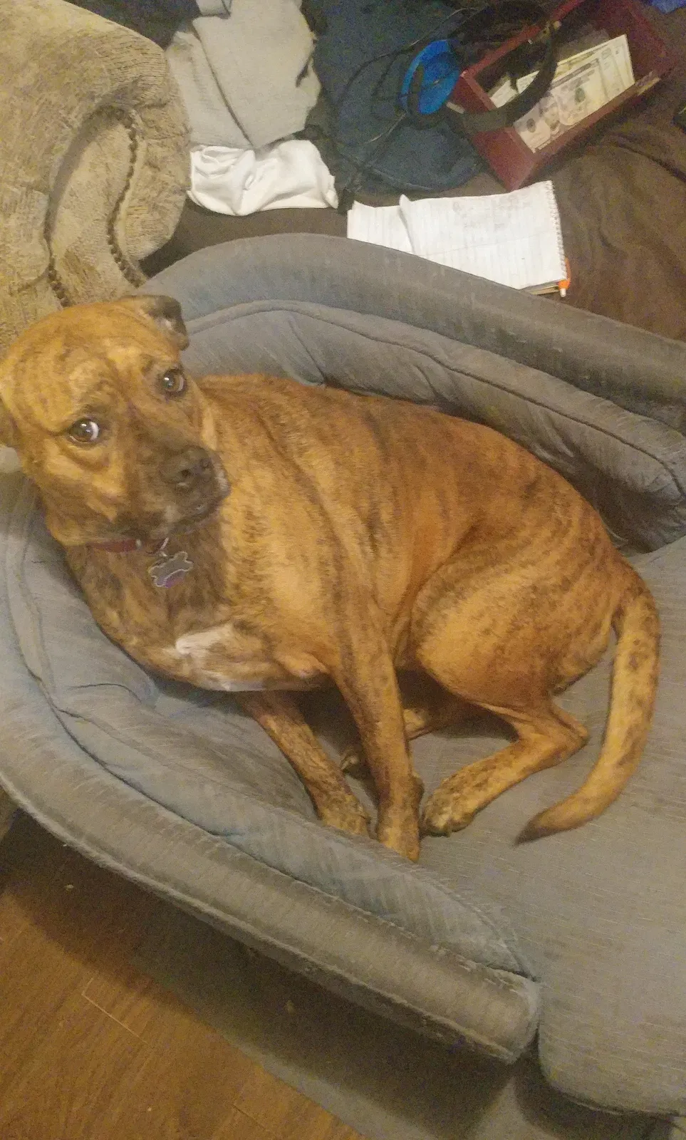 Lost dog in Knoxville, TN, 37914