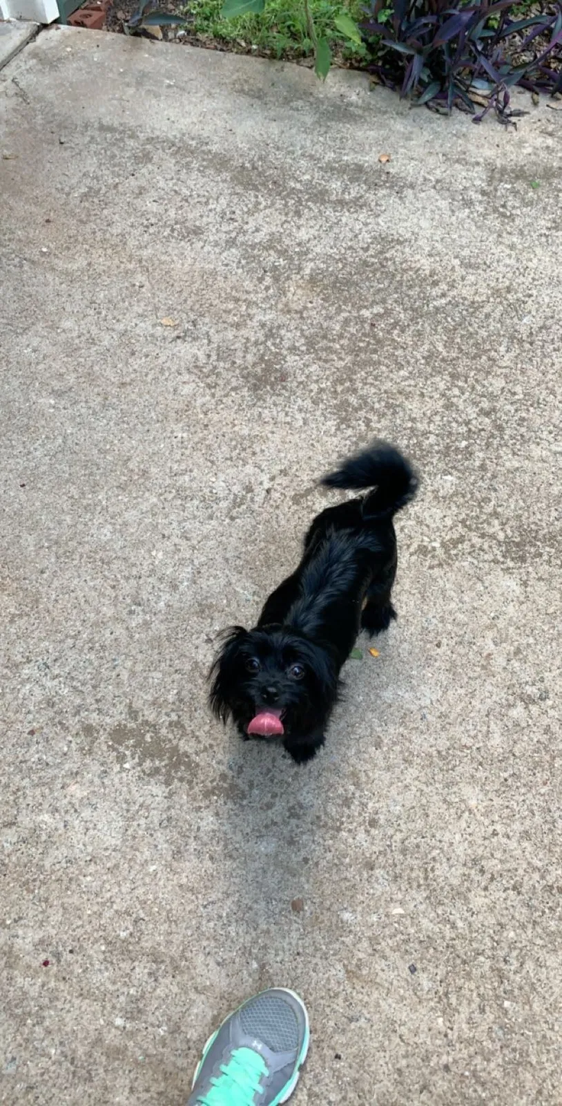 Lost dog in Woodruff, SC, 29388