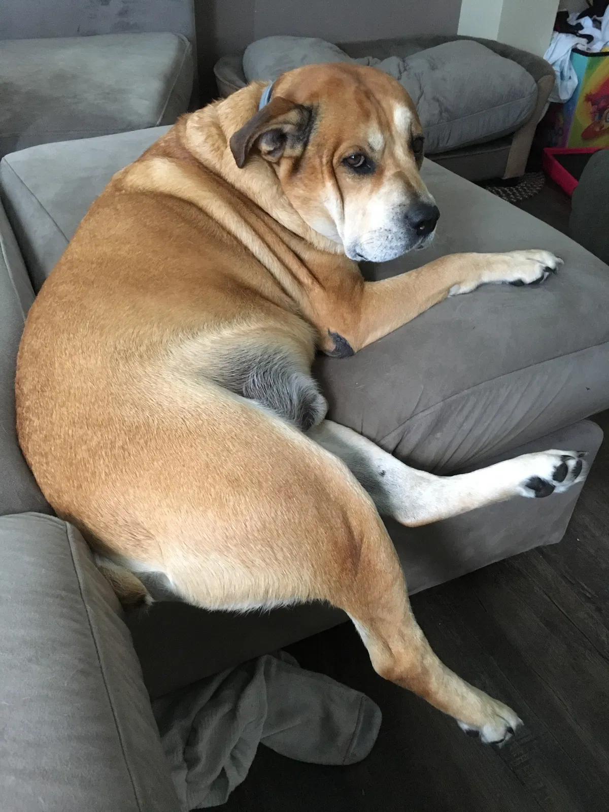 Lost dog in Canton, OH, 44707