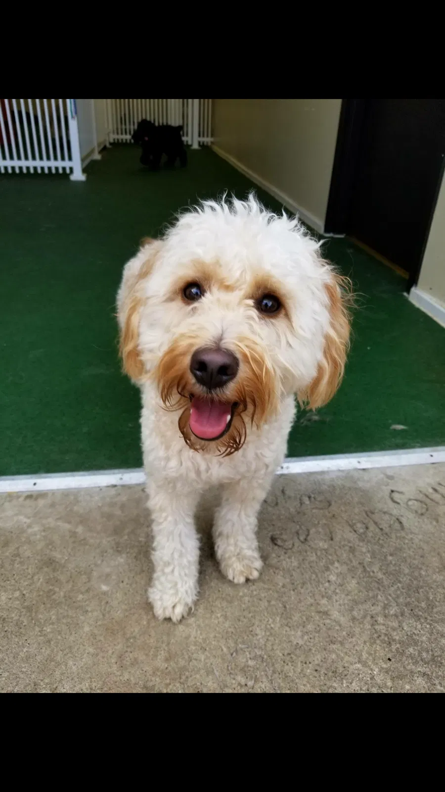 Lost dog in West Milton, OH, 45383