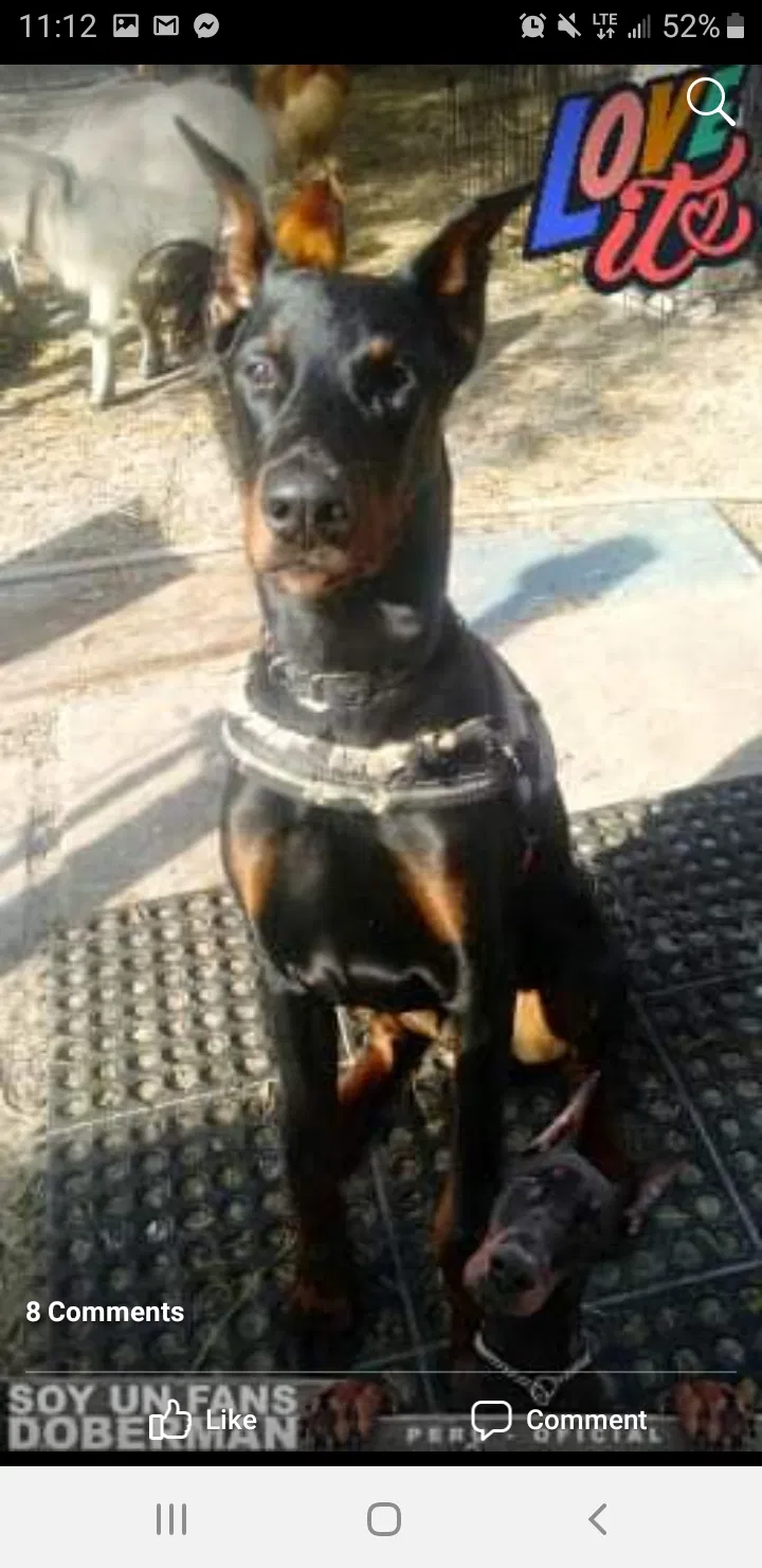 Lost dog in Crescent City, FL, 32112