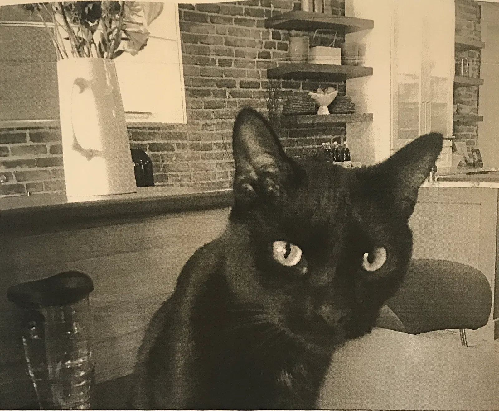 Lost cat in Littleton, CO, 80126