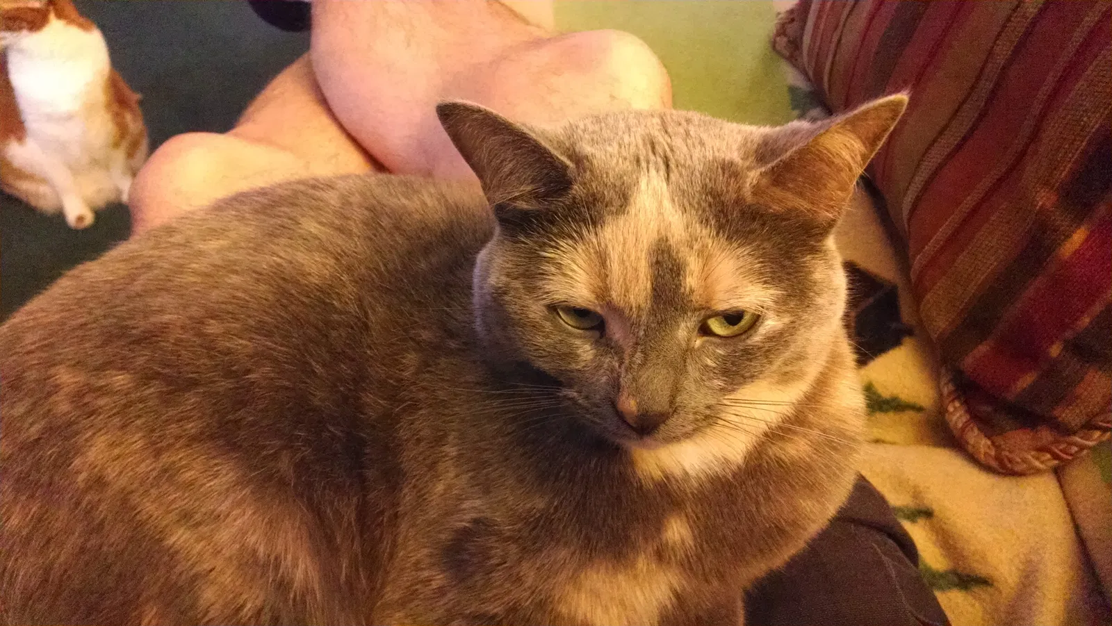 Lost cat in Akron, OH, 44321