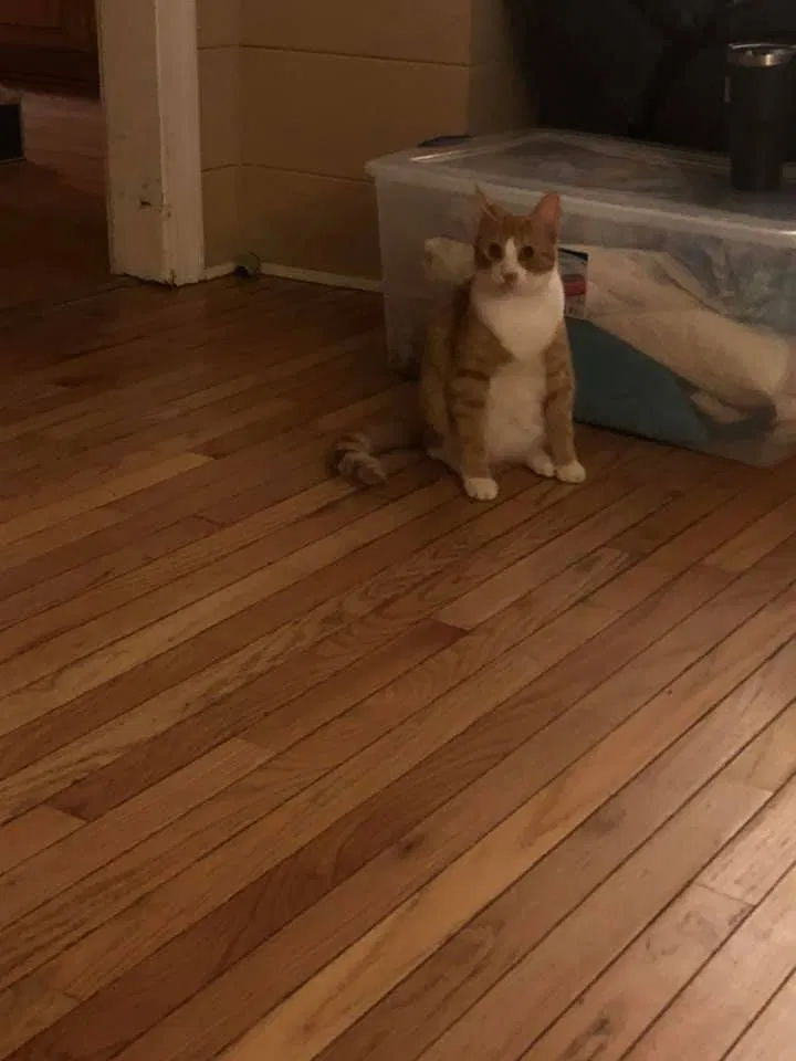 Lost cat in Winston Salem, NC, 27105