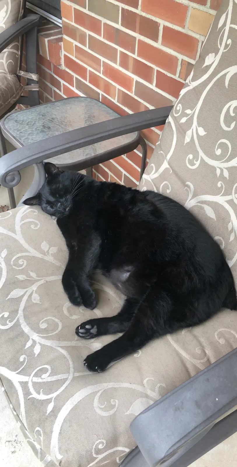 Lost cat in Glen Ellyn, IL, 60137