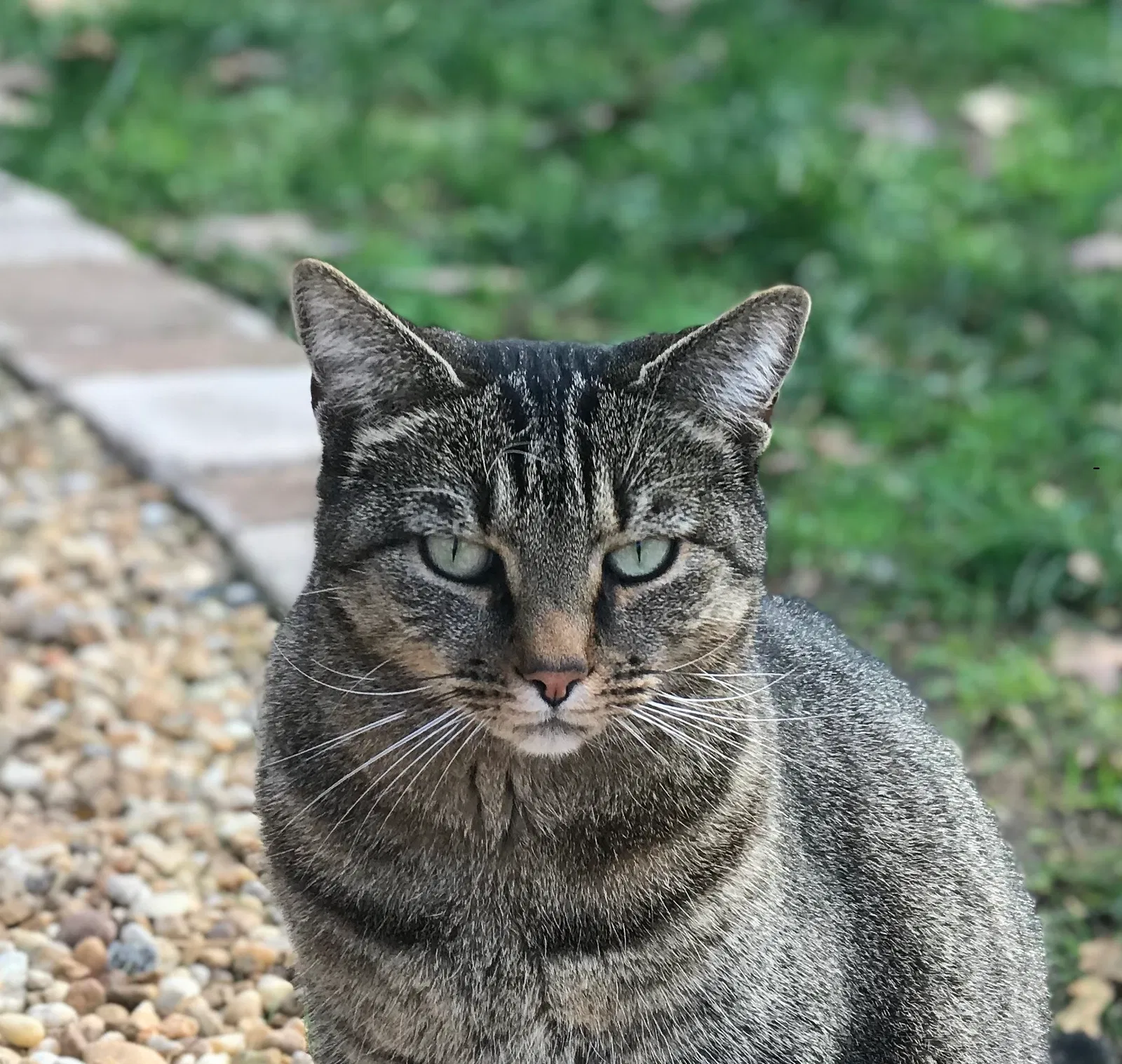 Lost cat in Charlotte, NC, 28211