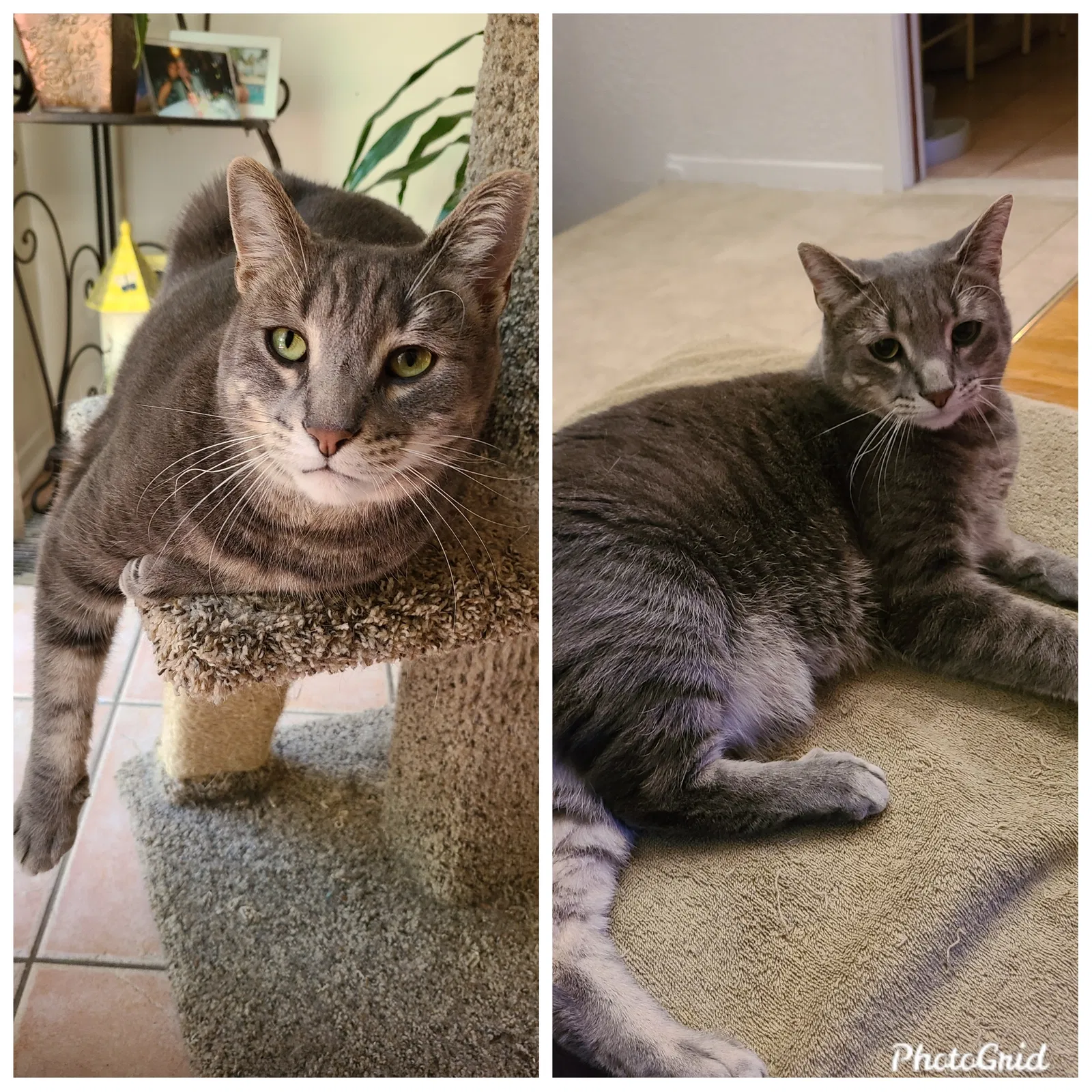 Lost cat in Cedar Grove, NJ, 7009