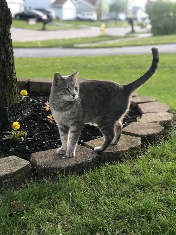 Lost cat in Rockford, IL, 61109