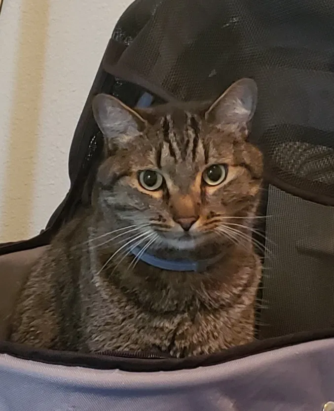 Lost cat in Merced, CA, 95348
