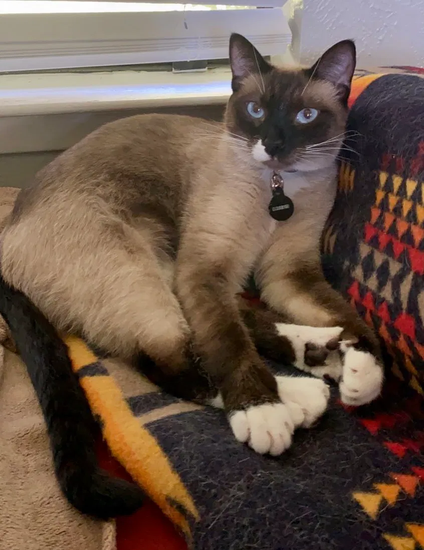 Lost cat in Austin, TX, 78733
