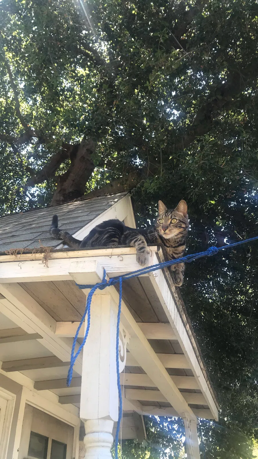Lost cat in Thousand Oaks, CA, 91360